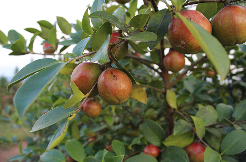 湖北恒貿(mào)茶油有限公司