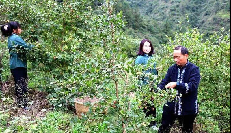 湖北恒貿(mào)茶油有限公司彭大波榮獲“工業(yè)企業(yè)發(fā)展突出人才”稱號