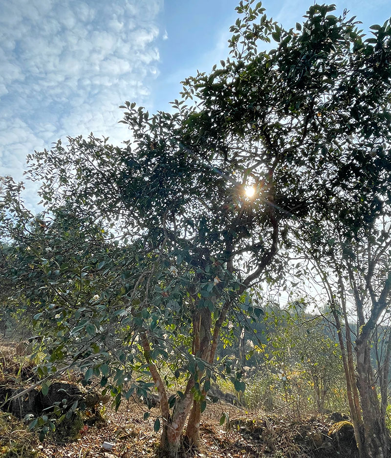 湖北有機(jī)山茶油